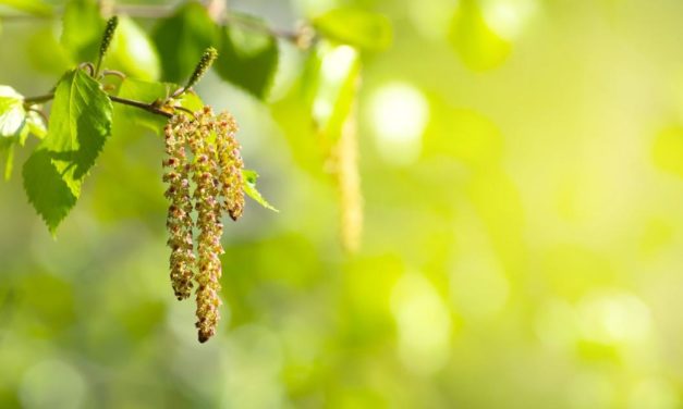 Hilfe für Allergiker kommt jetzt aus dem Weltall