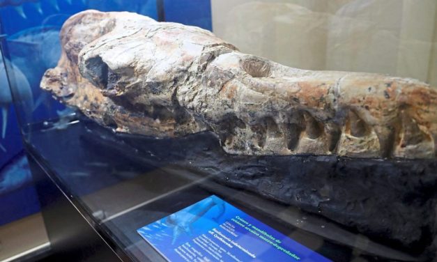 Prähistorisches Meeresungeheuer in Peru entdeckt