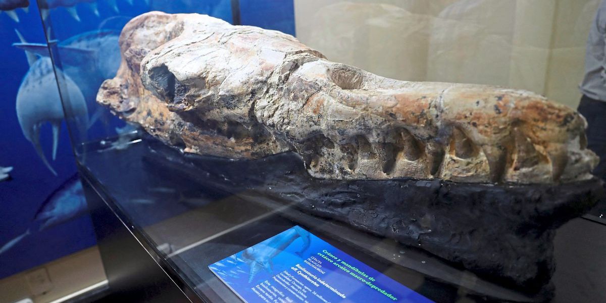 Prähistorisches Meeresungeheuer in Peru entdeckt