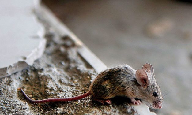 Mäuse wurden im Schatten der Menschen intelligenter