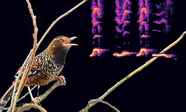 Globale Artenvielfalt soll mithilfe von Citizen Scientists erfasst werden