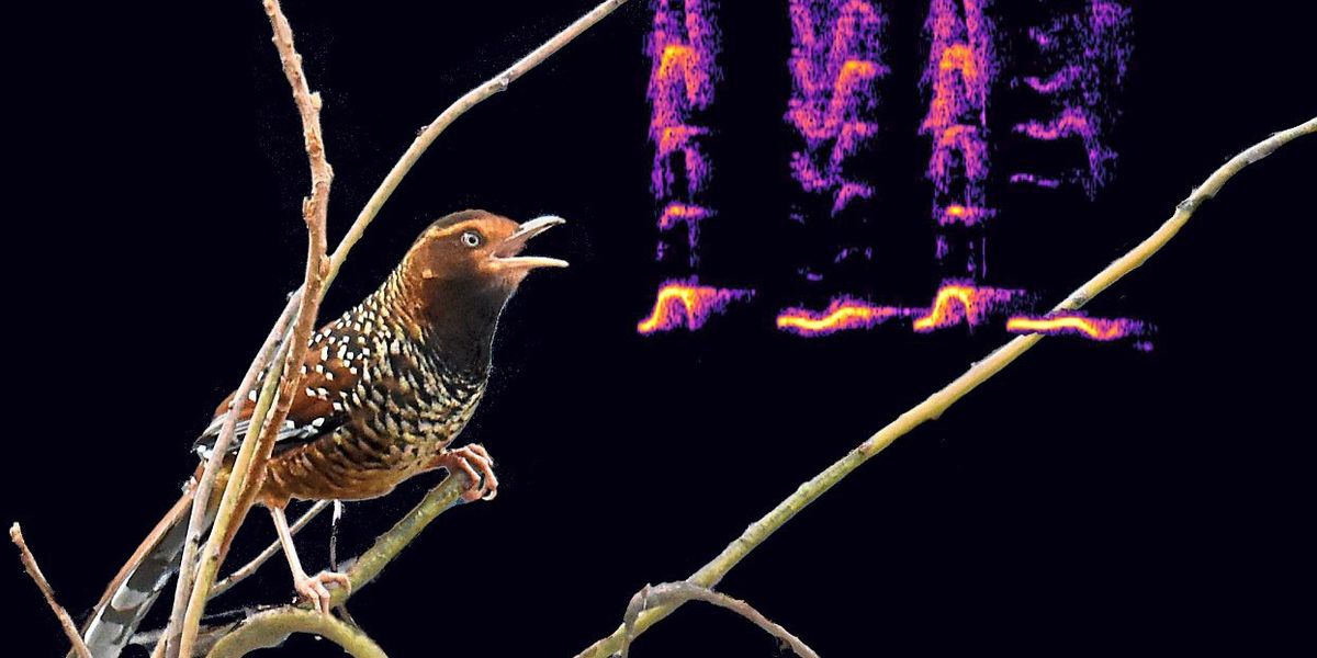 Globale Artenvielfalt soll mithilfe von Citizen Scientists erfasst werden