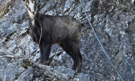 Gämsen auf dem Kapuzinerberg erhalten frisches Blut
