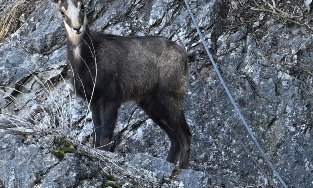 Gämsen auf dem Kapuzinerberg erhalten frisches Blut