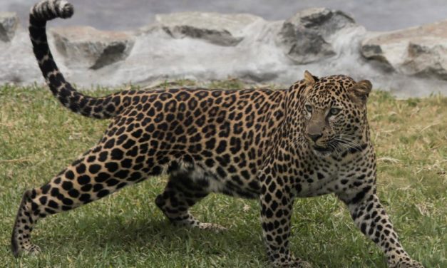 Leopard legte Mercedes-Werk in Indien lahm