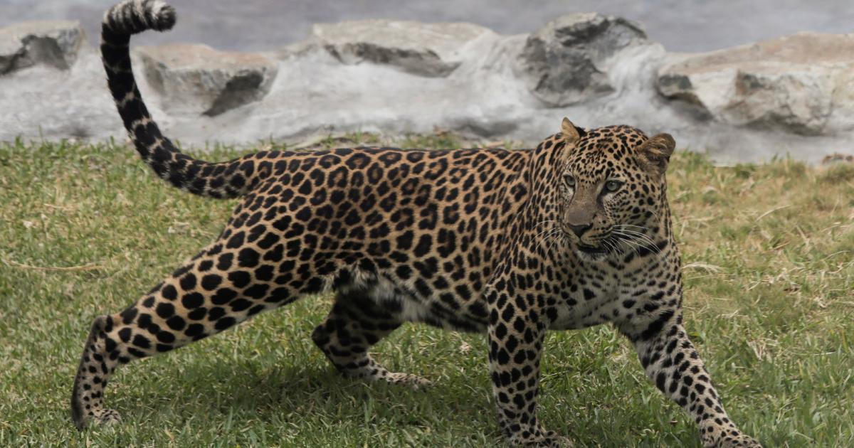 Leopard legte Mercedes-Werk in Indien lahm