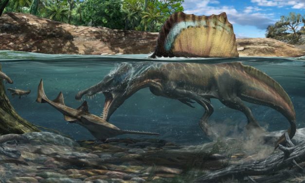 Neue Knochenanalysen lösen Rätsel um größten Raubsaurier