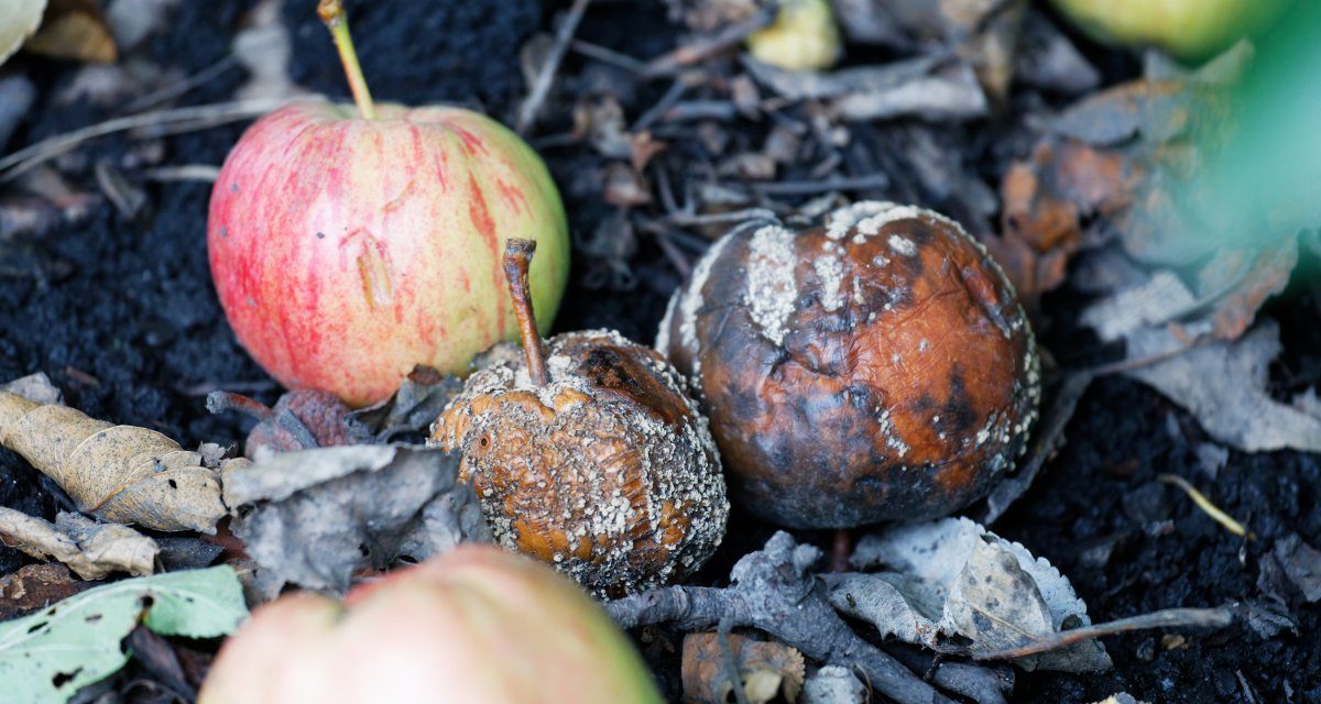 macOS 12.3: Viele Berichte über Monitorprobleme