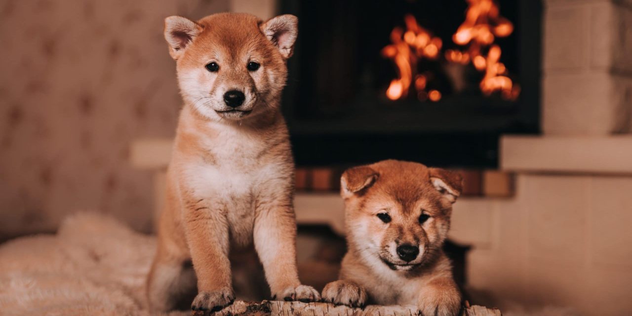 Shiba Inu (SHIB): Seit Oktober bereits 263 Milliarden Memecoins verbrannt