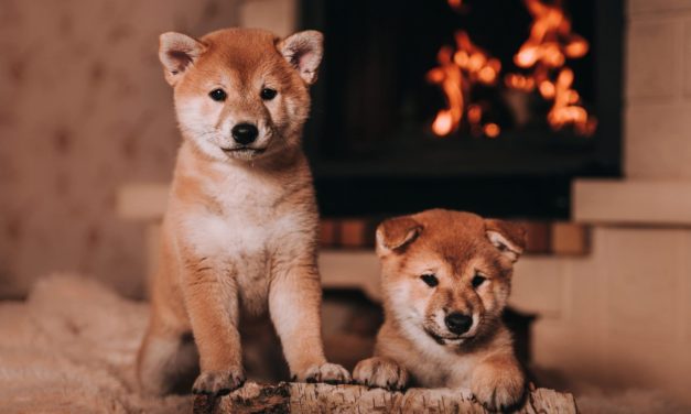 Shiba Inu (SHIB): Seit Oktober bereits 263 Milliarden Memecoins verbrannt