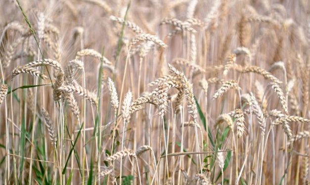 Vier von fünf Kilo Getreide werden in Österreich verfüttert oder verheizt