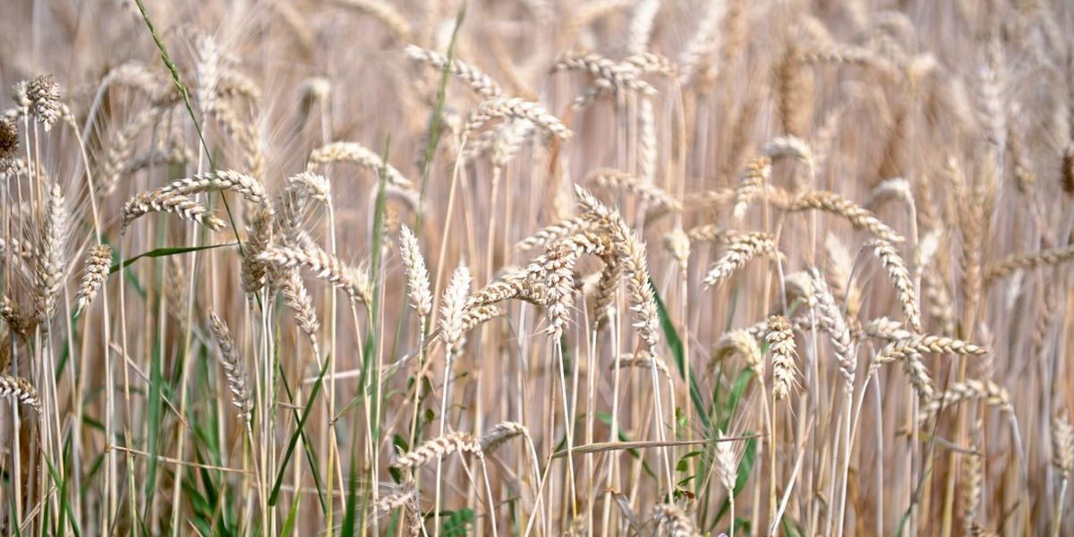 Vier von fünf Kilo Getreide werden in Österreich verfüttert oder verheizt