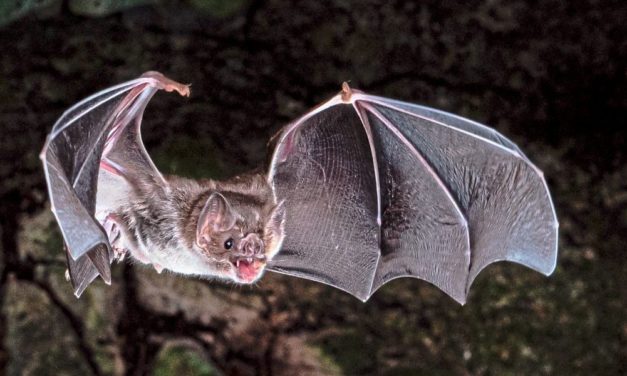 Wie die echten Vampire ausschließlich von Blut leben können