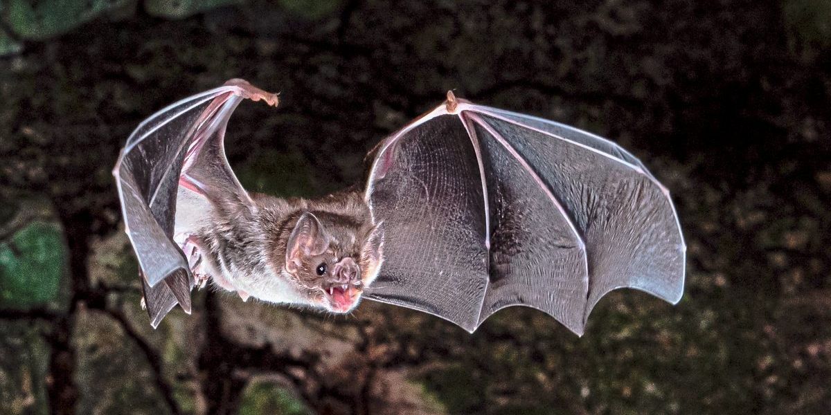 Wie die echten Vampire ausschließlich von Blut leben können