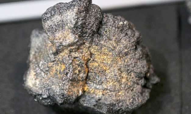 Meeresforscher Haeckel: „Wir finden bei jeder Forschungsfahrt 100 neue Arten“