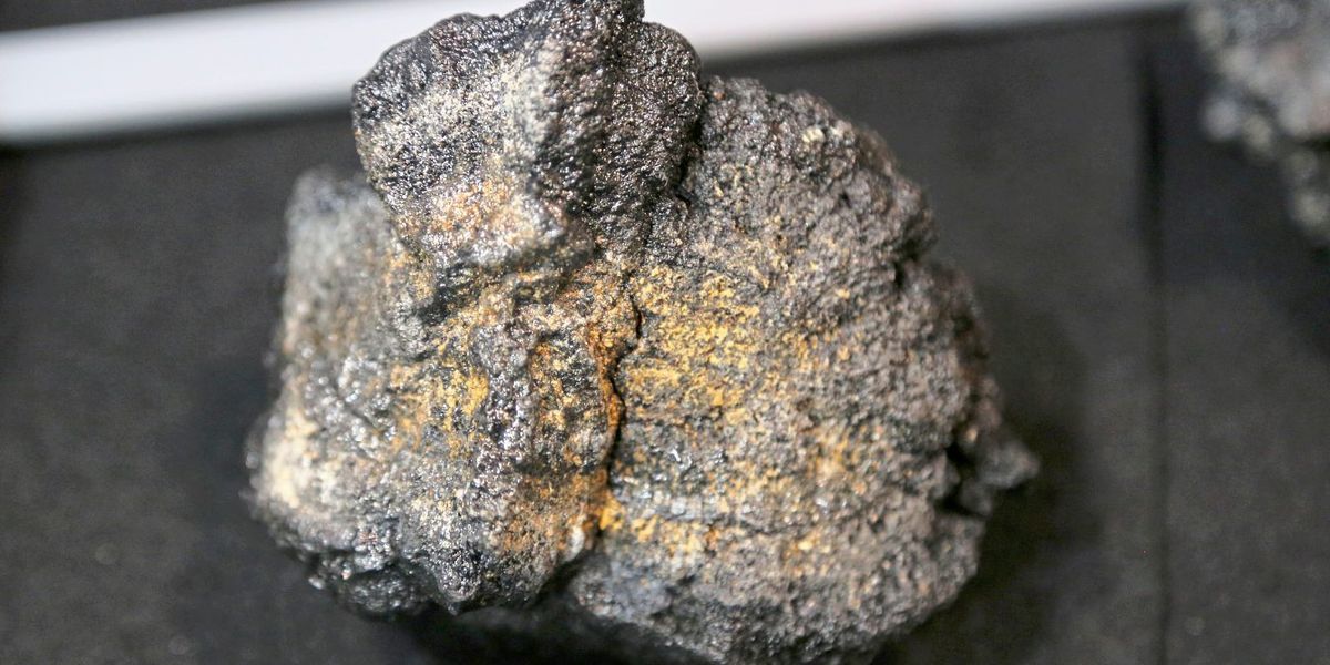 Meeresforscher Haeckel: „Wir finden bei jeder Forschungsfahrt 100 neue Arten“