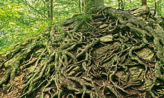 Wird es wärmer, setzt der Wald auf Wurzelwachstum
