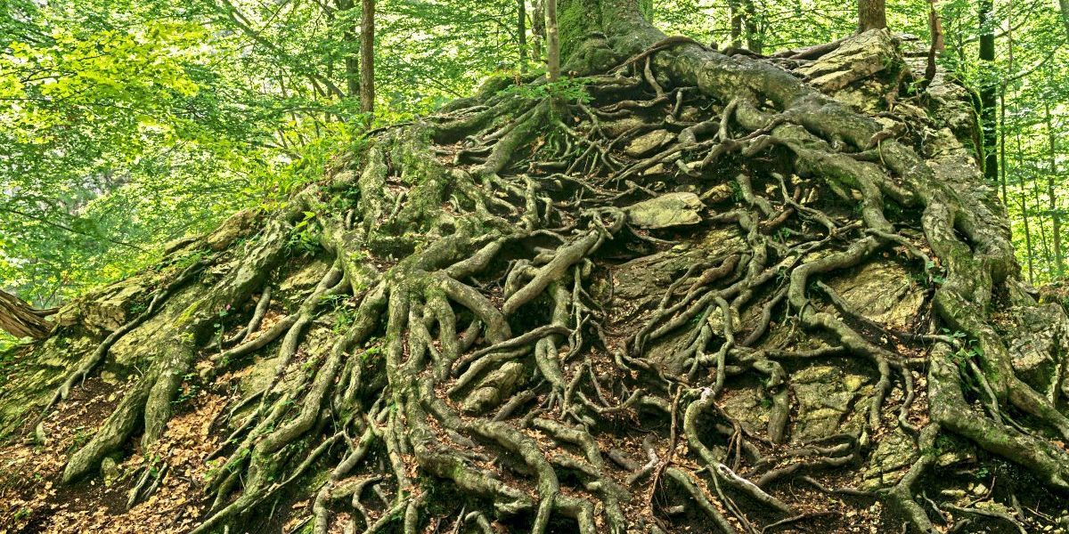 Wird es wärmer, setzt der Wald auf Wurzelwachstum