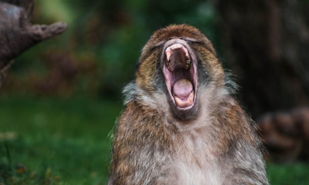 Menschliches Verhalten: Was uns Tiere über unser Aggressionsverhalten zeigen