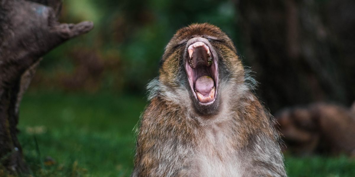 Menschliches Verhalten: Was uns Tiere über unser Aggressionsverhalten zeigen