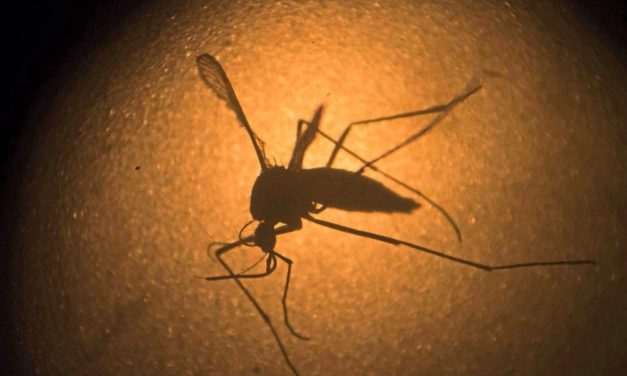 Freisetzung von Milliarden genmanipulierten Stechmücken in den USA genehmigt