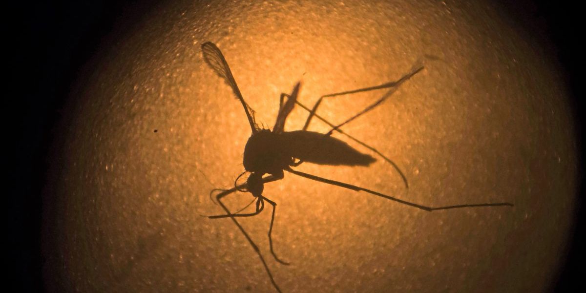 Freisetzung von Milliarden genmanipulierten Stechmücken in den USA genehmigt