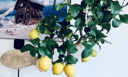 KURIER-Aktion: Fragen Sie unsere Gärtner um Rat