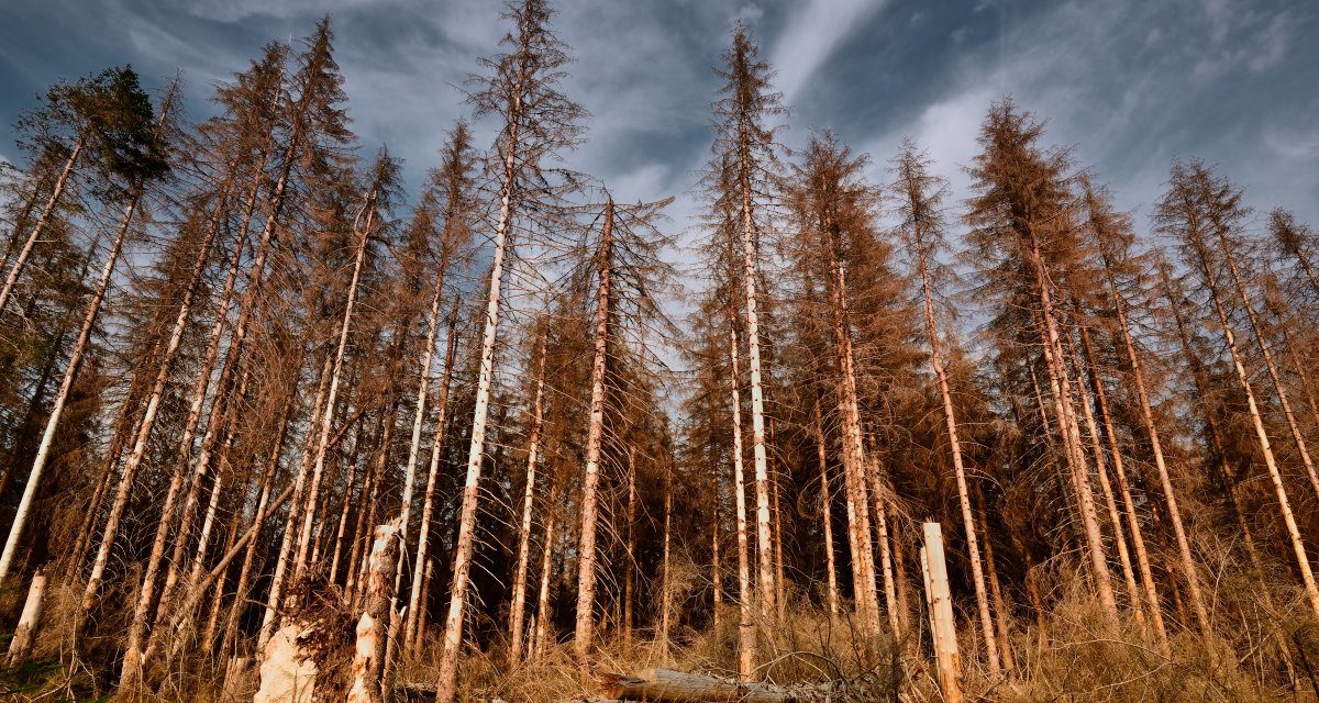 Trockener Frühling: Waldbrände schon früh mit Sensoren erkennen