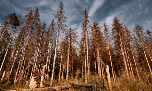 Trockener Frühling: Waldbrände schon früh mit Sensoren erkennen