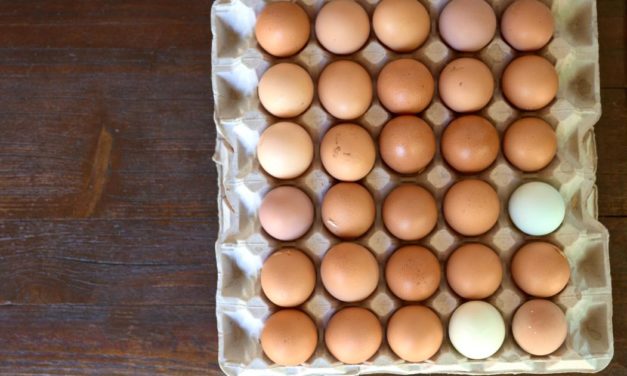 Hohe Futterkosten: Bauern fordern 5 Cent mehr pro Ei vom Handel