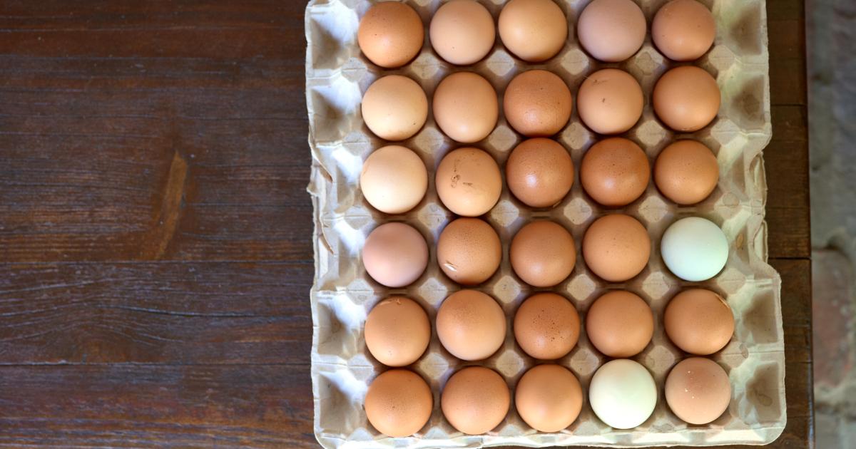 Hohe Futterkosten: Bauern fordern 5 Cent mehr pro Ei vom Handel