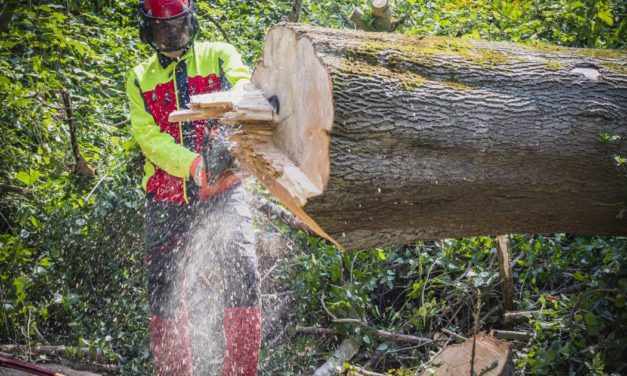 Steigende Holzpreise und zufriedene Waldbesitzer