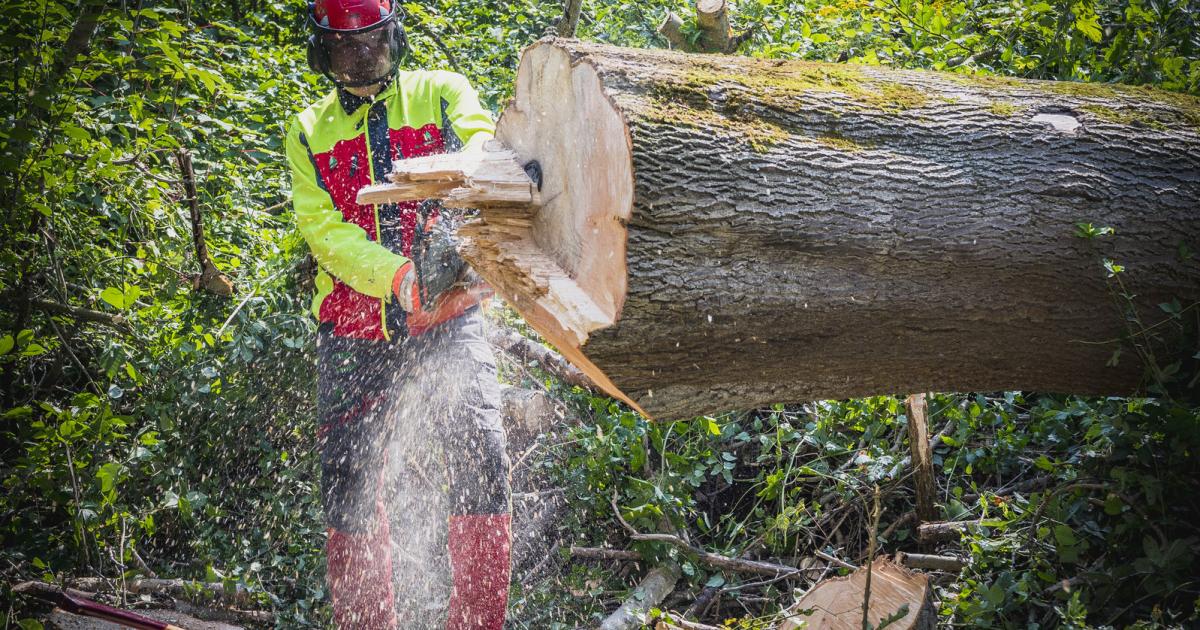 Steigende Holzpreise und zufriedene Waldbesitzer