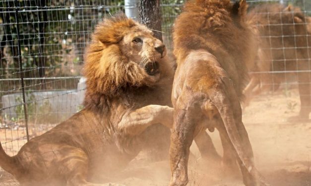 Nasenspray sorgt für entspannte Löwen – außer es geht ums Fressen