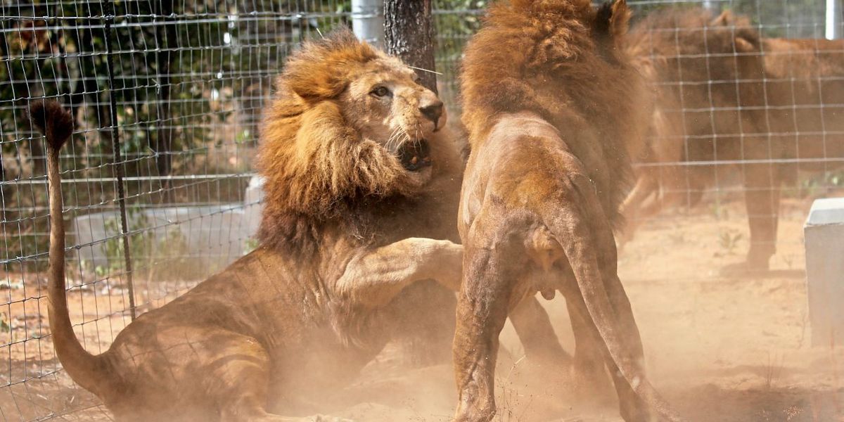 Nasenspray sorgt für entspannte Löwen – außer es geht ums Fressen