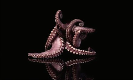 Kraken: Bitcoin-Börse implementiert Lightning