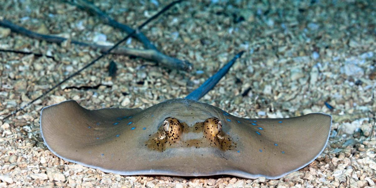 Rochen und Fische können einfache Rechenaufgaben lösen