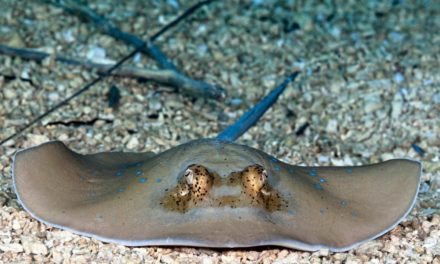 Rochen und andere Fische können einfache Rechenaufgaben lösen