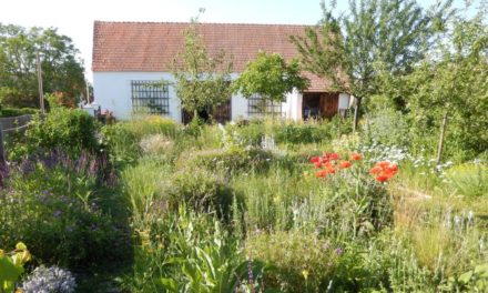 Den Bienen zuliebe: Mut zum wilden Garten