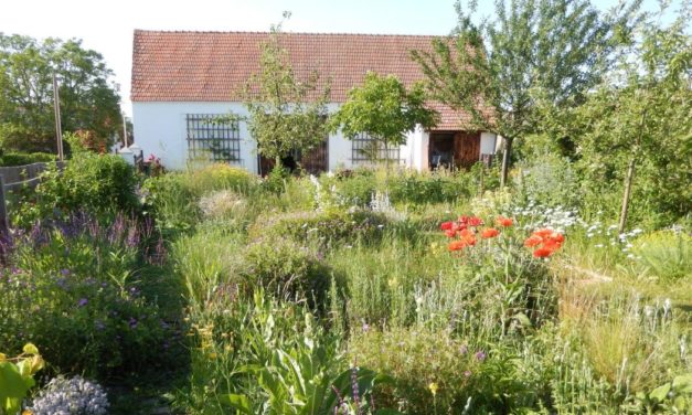 Den Bienen zuliebe: Mut zum wilden Garten