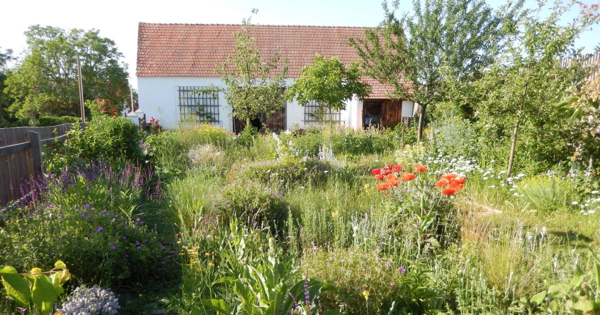 Den Bienen zuliebe: Mut zum wilden Garten