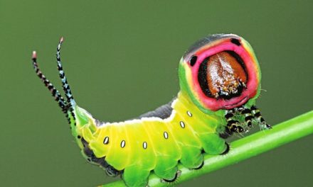 Kurios bis elegant: Die vier Leben der Schmetterlinge