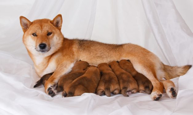 Dogecoin (DOGE): Ableger DogeMother als Scam entpuppt