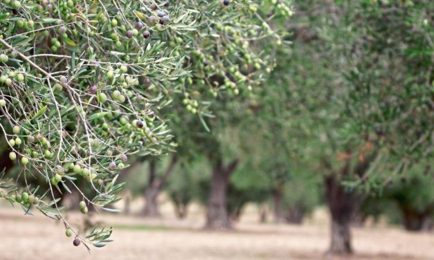 Wie die Olive zur Retterin der Artenvielfalt wird