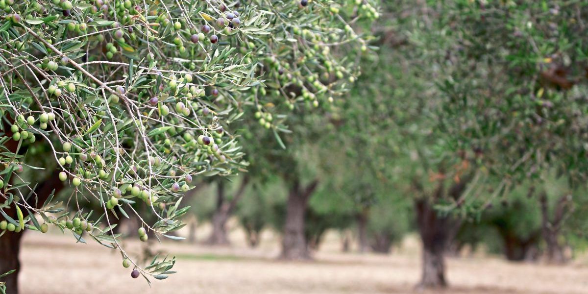 Wie die Olive zur Retterin der Artenvielfalt wird