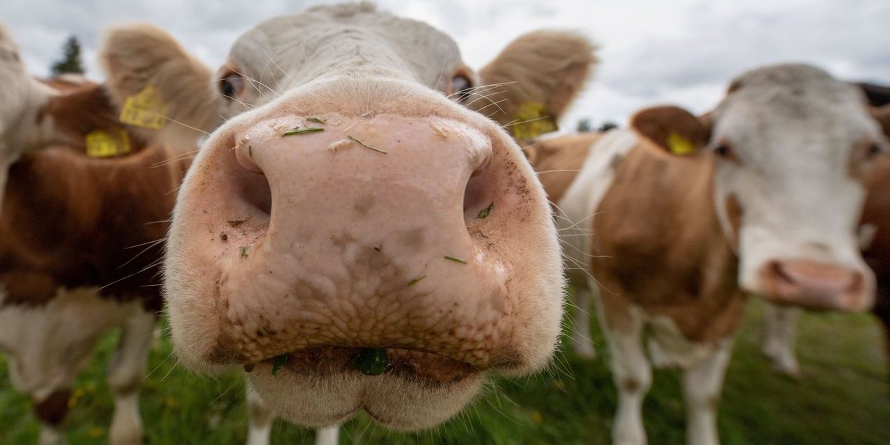 Milch, Butter, Käse: Preisexplosion bei Milchprodukten