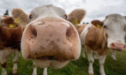 Milch, Butter, Käse: Preisexplosion bei Milchprodukten