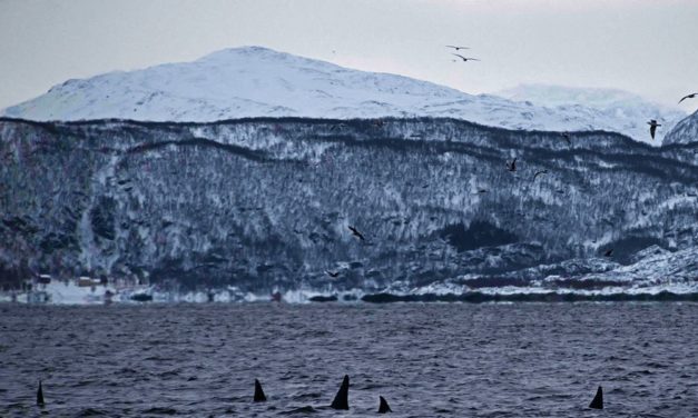 Plastik vermüllt die Arktis ähnlich schlimm wie dichtbesiedelte Regionen