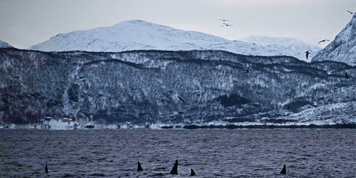 Plastik vermüllt die Arktis ähnlich schlimm wie dichtbesiedelte Regionen