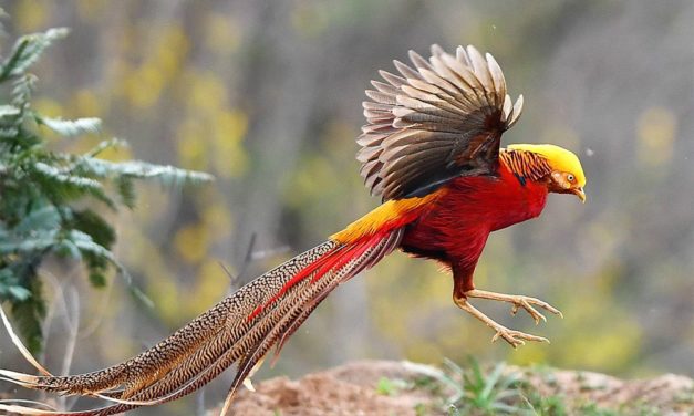 KI liefert Hinweise darauf, warum Vögel Richtung Äquator immer bunter werden
